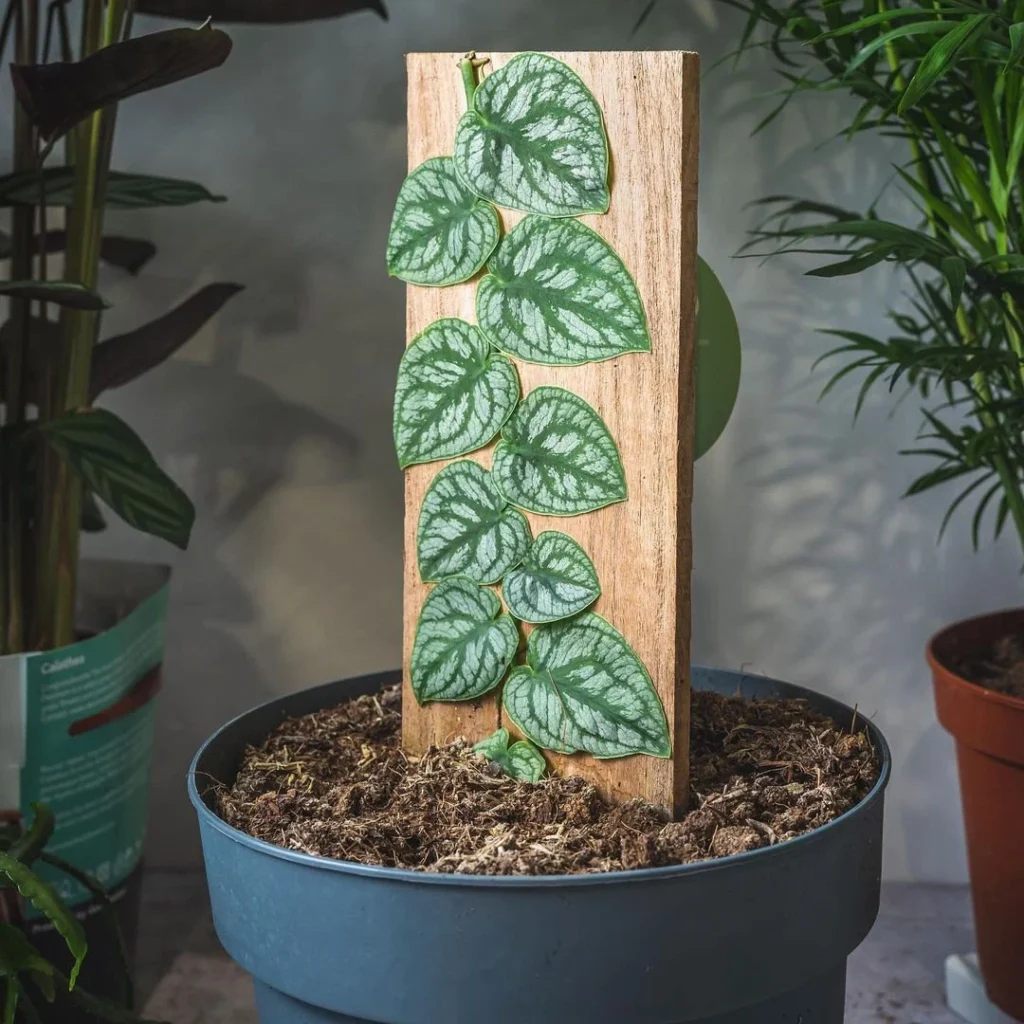 monstera dubia