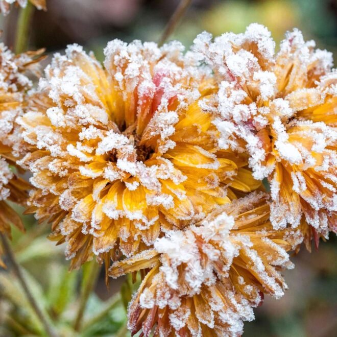 Wann sind die Eisheiligen 2024? Ein umfassender Leitfaden