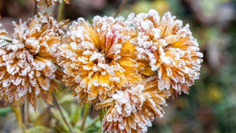 Wann sind die Eisheiligen 2024? Ein umfassender Leitfaden