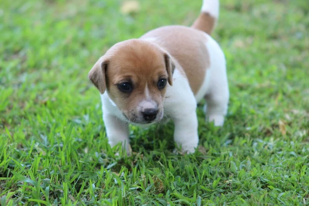 Jack Russell Terrier