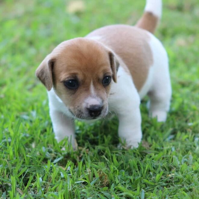 Jack Russell Terrier