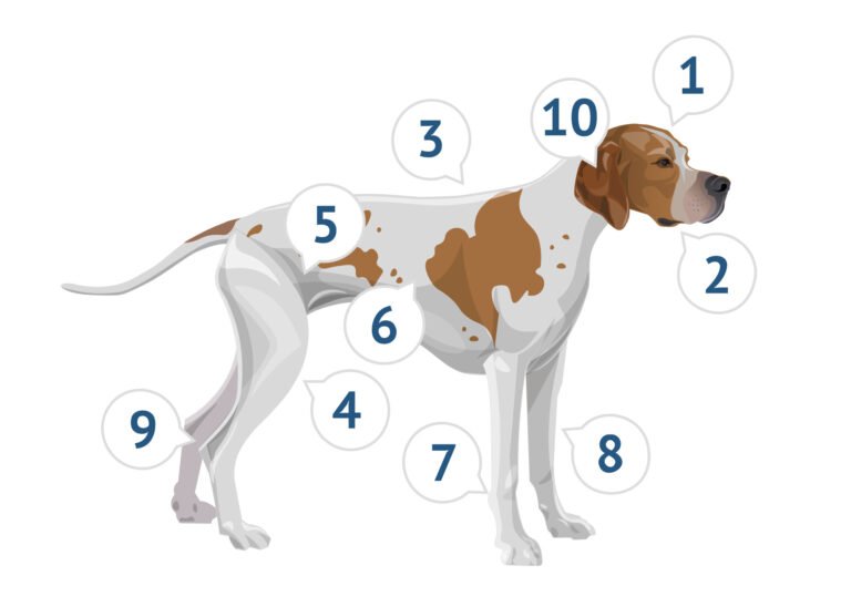 Häufige Gesundheitsprobleme bei Haustieren