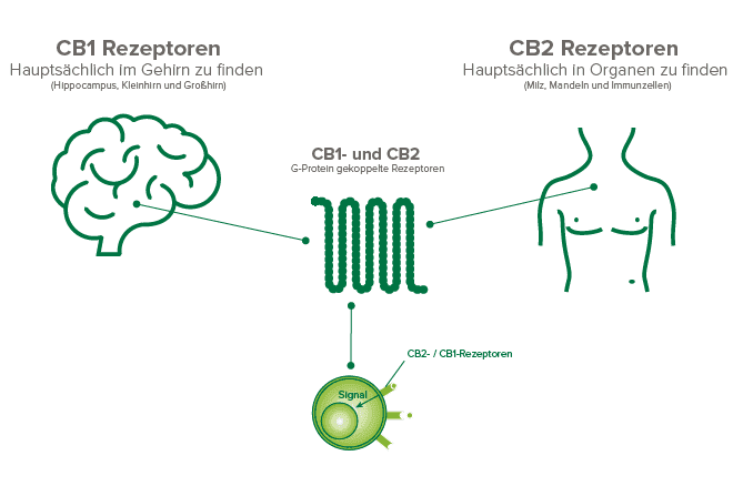 Der verborgene Mechanismus: Wie funktioniert CBD im Körper wirklich? and How to Make the Right Decision
