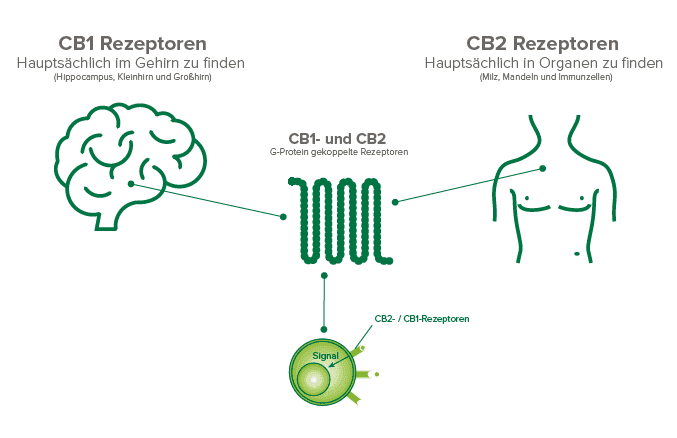 Der verborgene Mechanismus: Wie funktioniert CBD im Körper wirklich? and How to Make the Right Decision